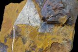 Fossil Ginkgo Leaf From North Dakota - Paleocene #156211-1